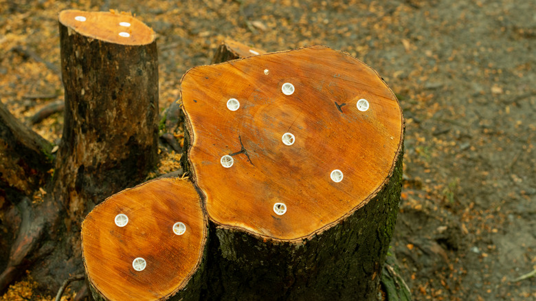Three tree stumps with eco-plugs