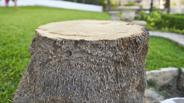 A tree stump in an outdoor park