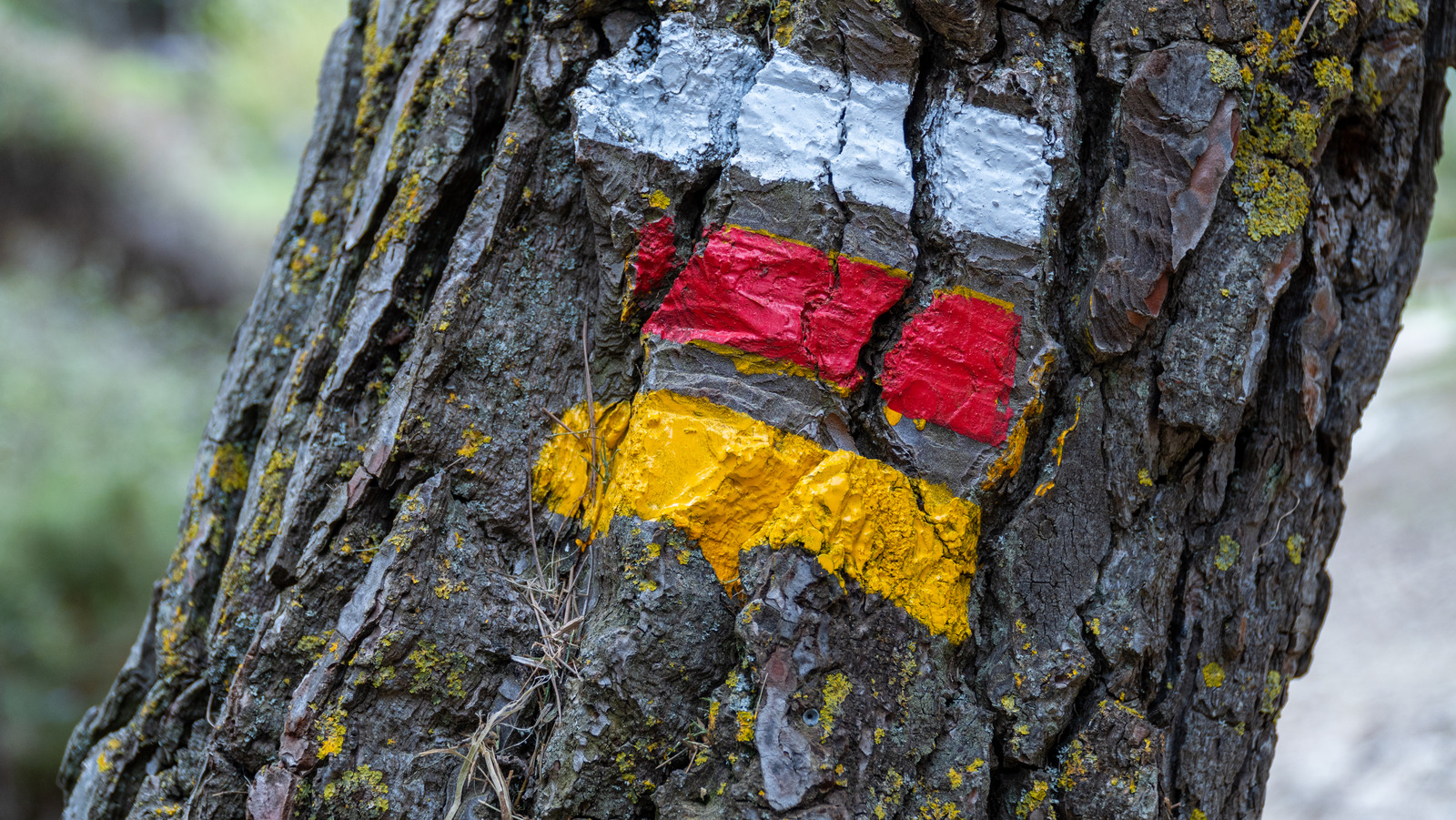 What It Means If You See A Yellow Painted Tree - Vimarsana News