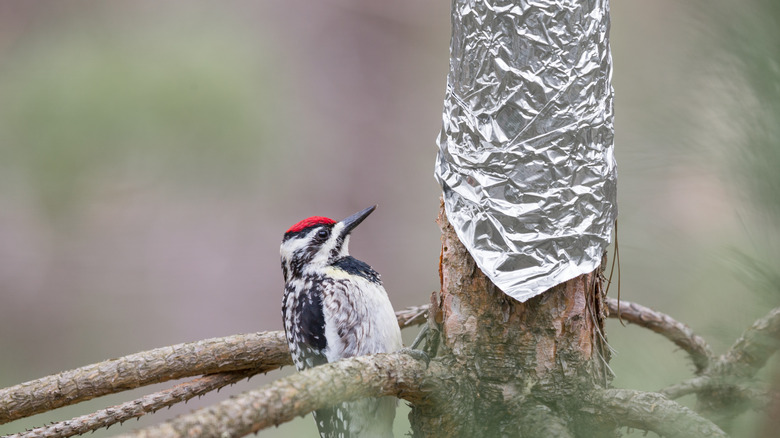 Yellow-bellied Sapsucker (Sphyrapicus varius) inspecting tin foil that has been wrapped around a tree to protect it.