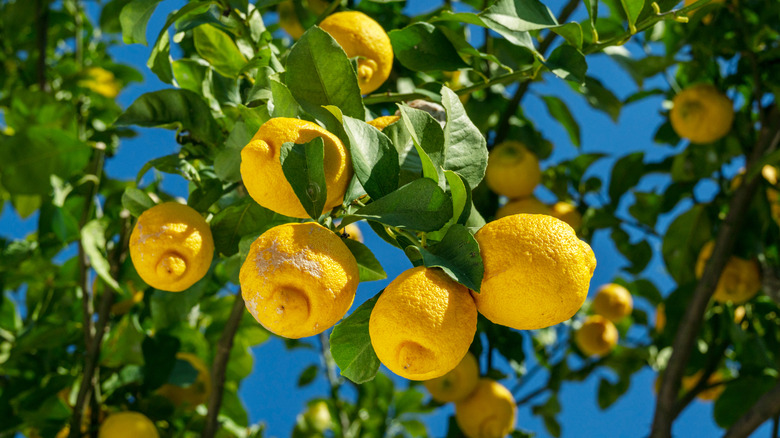 Ripe lemon fruits on lemon tree and blue sky at the background. View from below.