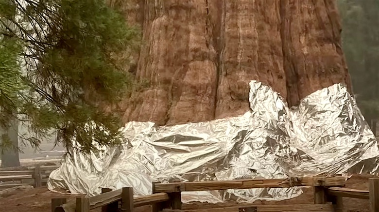 General Sherman wrapped in foil