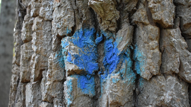 Tree marked with blue paint