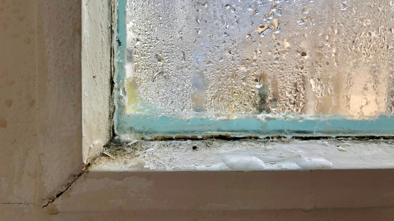 Fungus and condensation on window