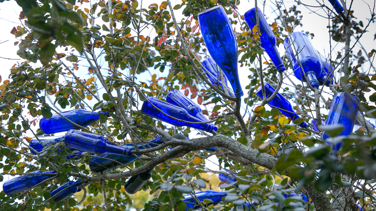 What It Means If You See Glass Bottles Hanging From Someone's Tree