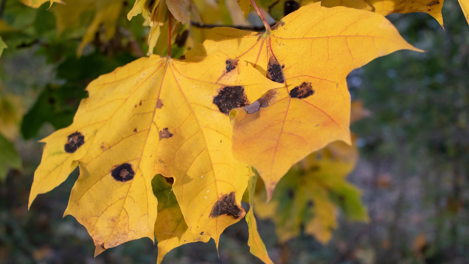 What It Means If You See Spots On Your Maple Tree's Leaves