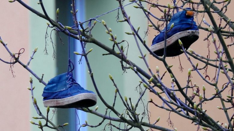 Shoes hanging from tree