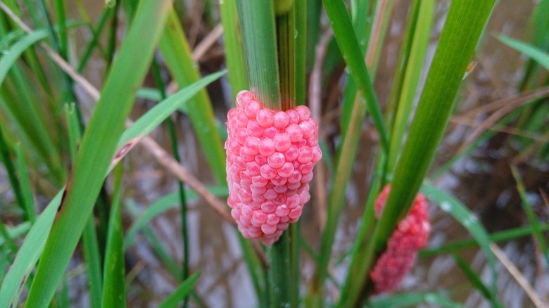 Apple snail egg clusters