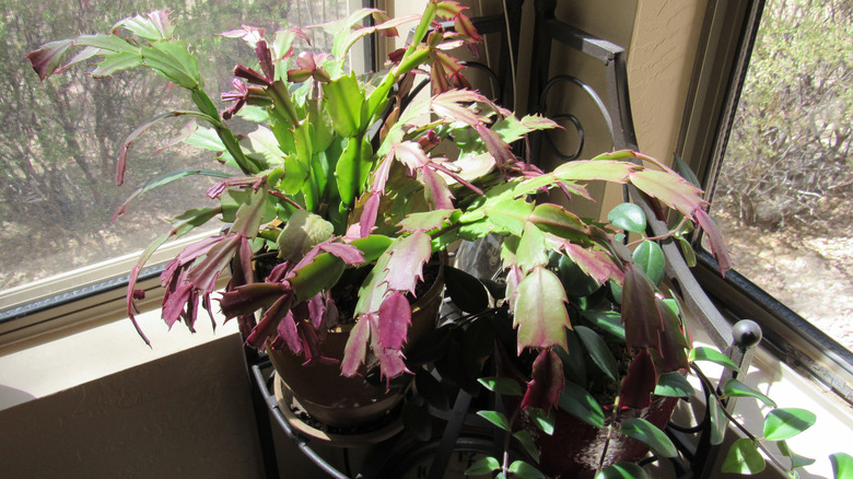 houseplant turning purple