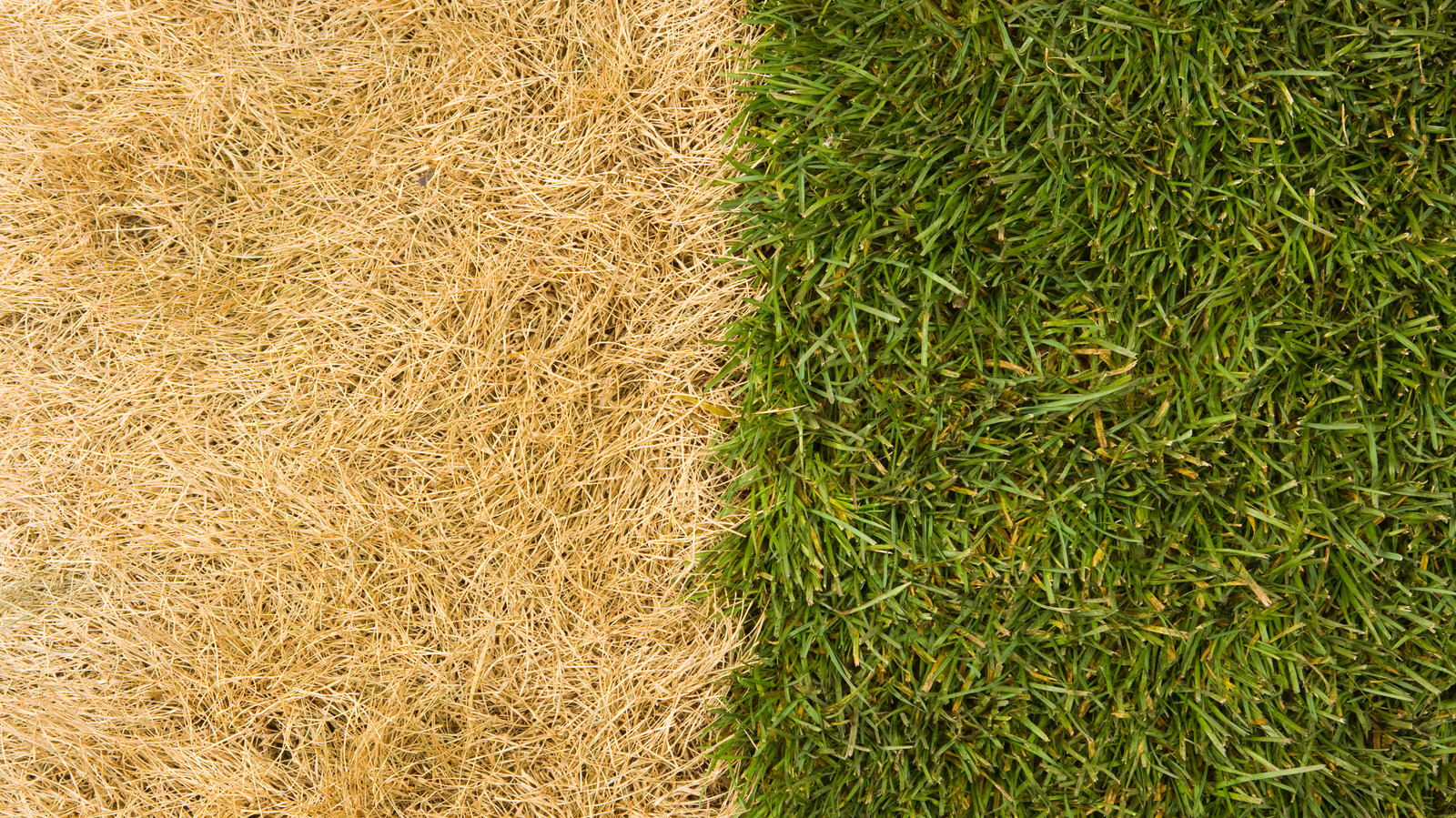 What It Means If Your Lawn Goes To Seed (And What To Do About It)