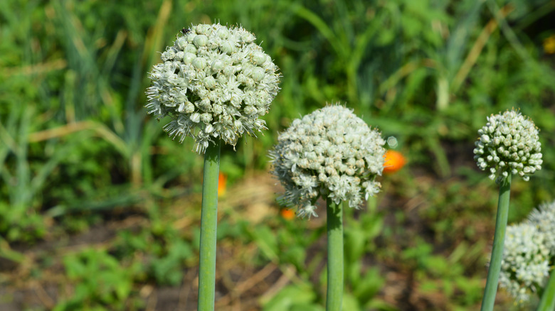 flowering or bolting onions