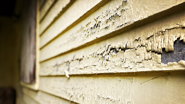 Yellow alligatoring paint on old wooden siding is shown in a detailed shot