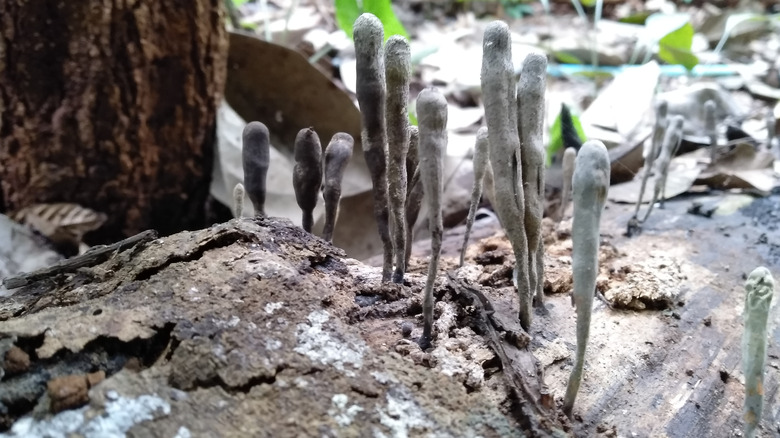 Mushroom zombie on tree