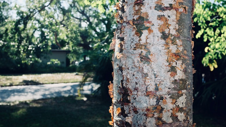 Tree shedding bark