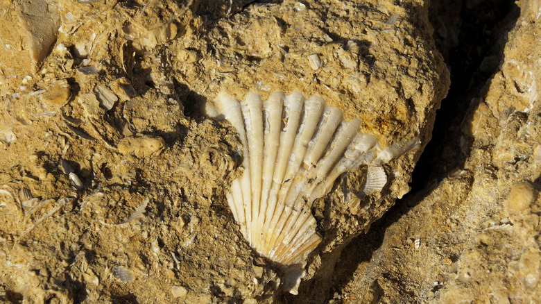 A broken fossilized seashell sticking out in dirt.