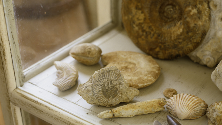 A collection of fossils in a glass display.