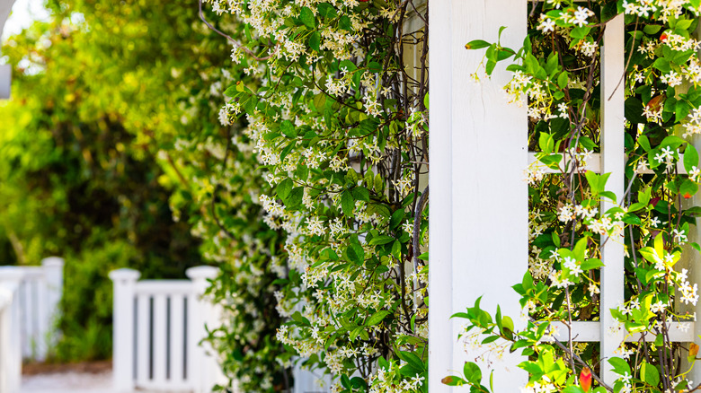 trellis with vining flowers