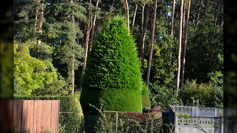 cypress in a garden