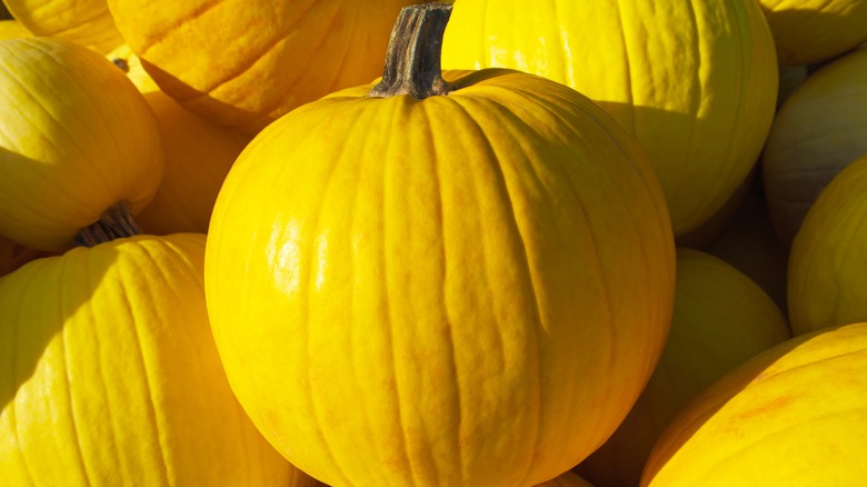 Mellow yellow pumpkins