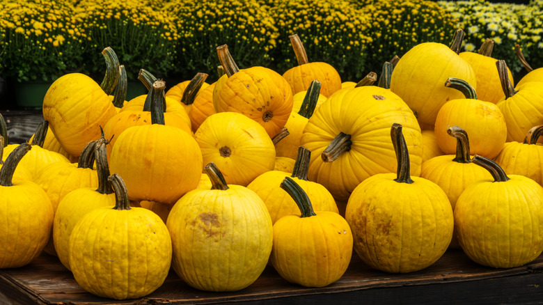 Pile of 'Yellow Mellow' pumpkins outdoors at a store, market, or pumpkin patch