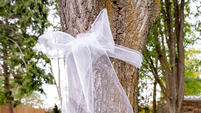 White ribbon around tree