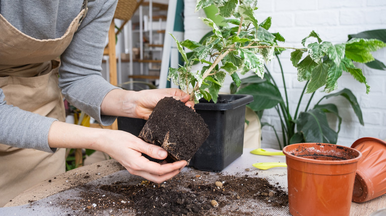 A gardener holds a plant by its root ball while repotting it.