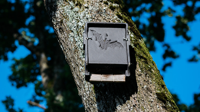 bat house mounted on a tree with a blue sky background
