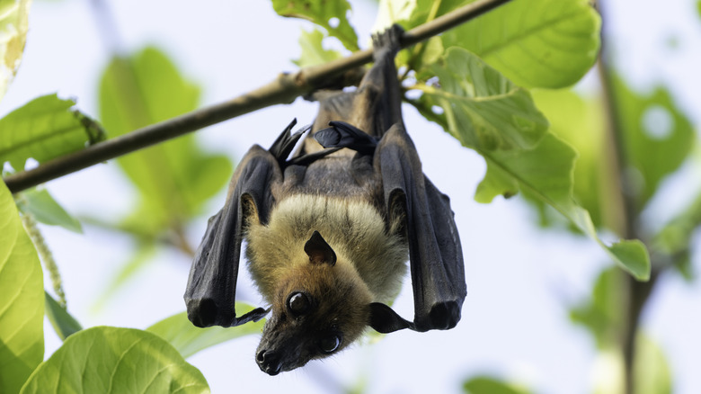 a bat hanging upside down from a branch in the garden