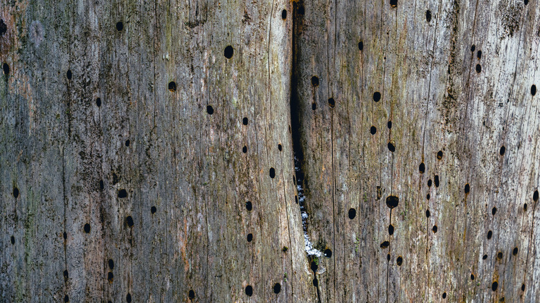 old trunk affected by woodworms