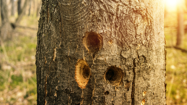 woodpecker holes in the tree