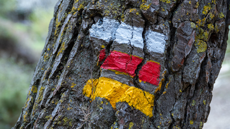 Tree with stripes of white, red, and yellow paint