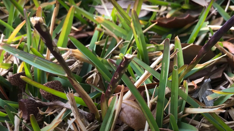 Green grass turning purple