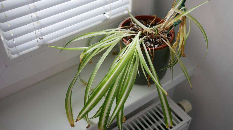 Wilting spider plant in a pot beside the window and radiator