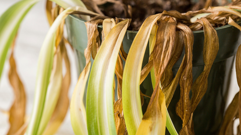 close up of a yellowing dying spider plant