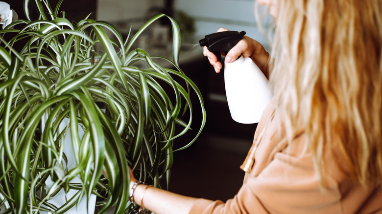 A person spraying a potted spider plant