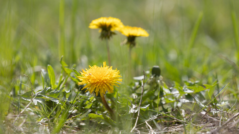 Yellow flowering dandelion in a meadow or yard