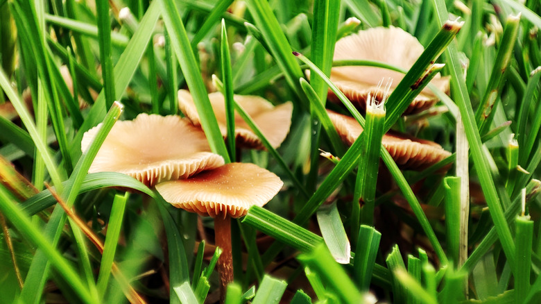 Mushrooms sprouting among grass blades