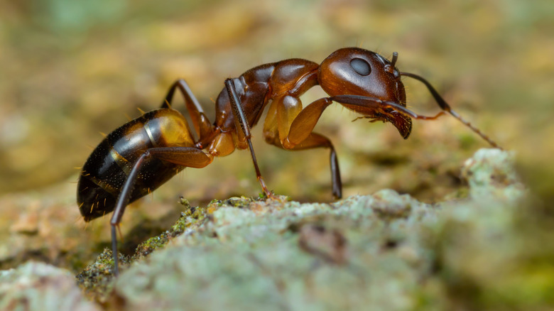 a single argentine ant
