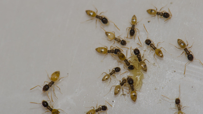 multiple ghost ants on the ground