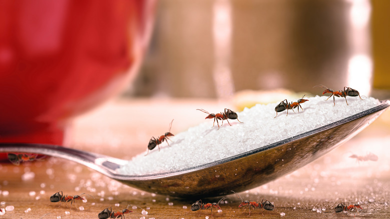 ants swarming on a spoon of sugar