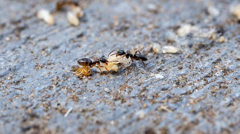 two odorous house ants with ant larvae on wood