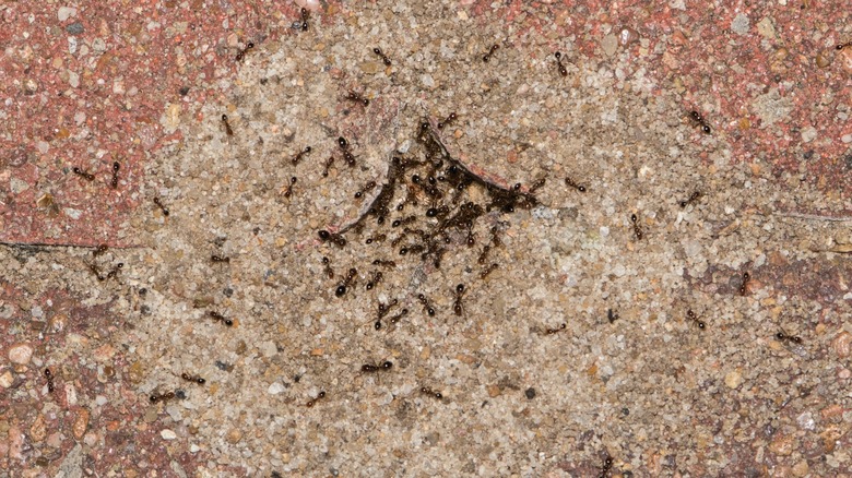 pavement ants swarming near their mound on a pavement