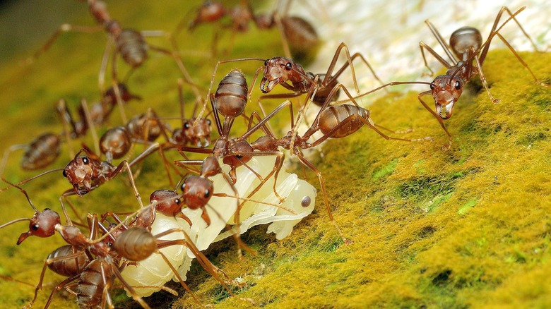 pharaoh ants eating prey