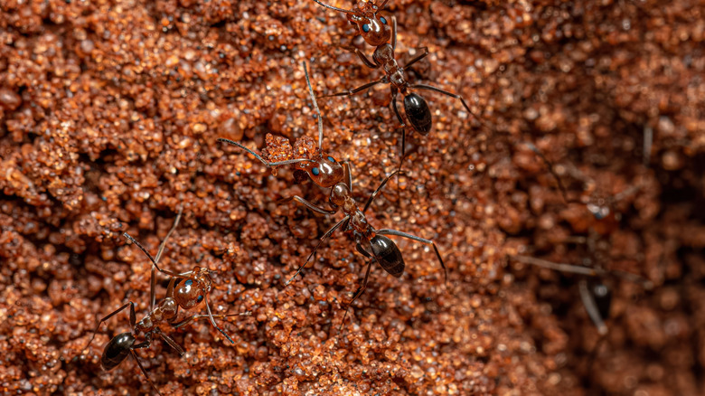 pyramid ants near nest