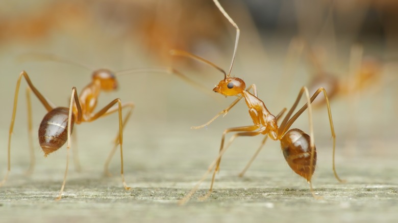 two crazy ants