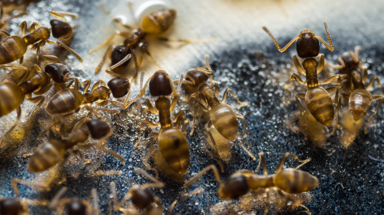 macro shot of multiple thief ants