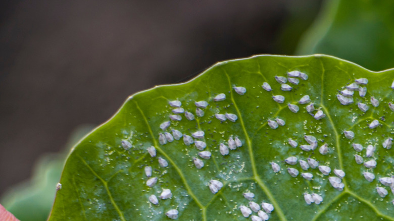 Close-up of oval aphid egg husks on the back of a leaf