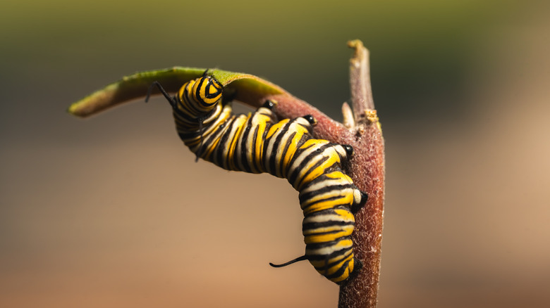 A striking yellow, white, and black butterfly caterpillar