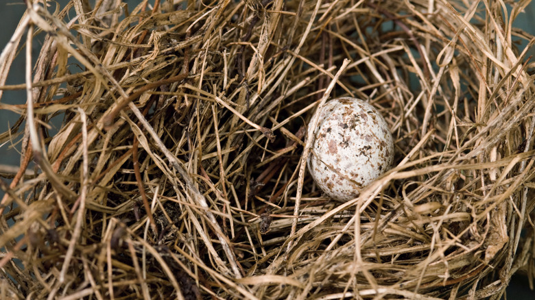A nest with a cardinal's egg inside