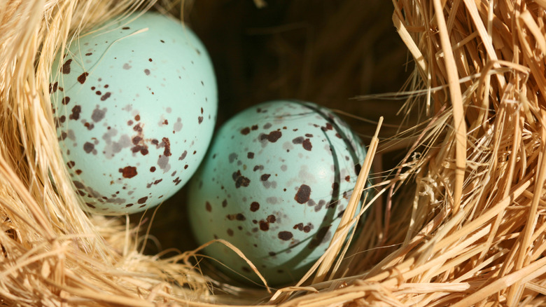 Two blue starling eggs in a woven grass nest